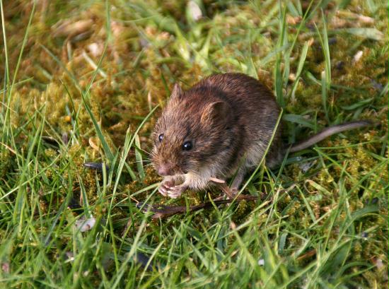 Bank Vole <i>Clethrionomys glareolus</i>